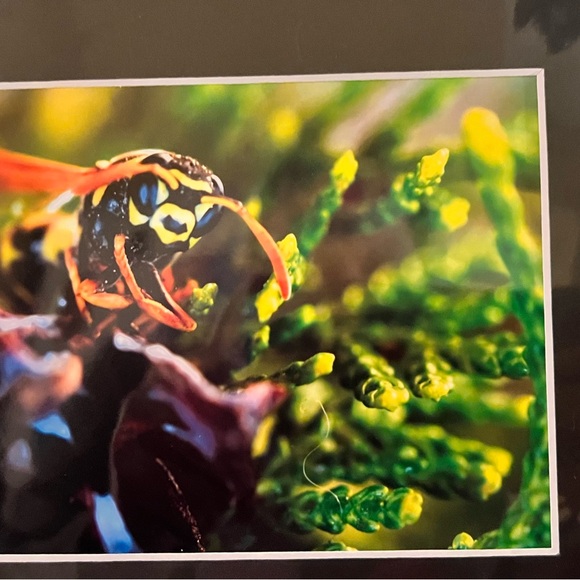 Bumblebee Portrait - Picture 4 of 4